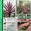 Cordyline Charlie Boy