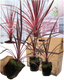 Cordyline Charlie Boy