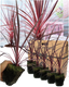 Cordyline Charlie Boy