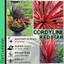 Cordyline Red Star