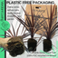 Cordyline Red Star