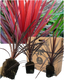 Cordyline Red Star