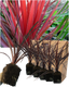 Cordyline Red Star