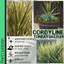 Cordyline Torbay Dazzler