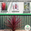 Cordyline Torbay Dazzler