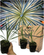 Cordyline Torbay Dazzler