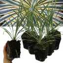 Cordyline Torbay Dazzler Plants (Set of 3 or 6)