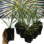 Set of 3 or 6 Large Plants - Cordyline Torbay Dazzler, Ready to Plant in Your Garden