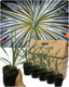 Cordyline Torbay Dazzler