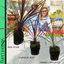 Cordyline Collection - Red Star, Charlie Boy, Torbay Dazzler