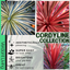 Cordyline Collection - Red Star, Charlie Boy, Torbay Dazzler