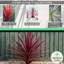Cordyline Collection - Red Star, Charlie Boy, Torbay Dazzler