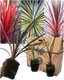 Cordyline Collection - Red Star, Charlie Boy, Torbay Dazzler