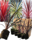 Cordyline Collection - Red Star, Charlie Boy, Torbay Dazzler