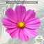 Cosmos Apollo Carmine