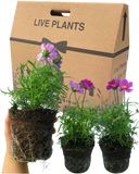 Cosmos Apollo Carmine Plants (Set of 3 or 6)