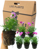 Cosmos Apollo Carmine Plants (Set of 3 or 6)