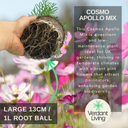 Cosmos Apollo Plant