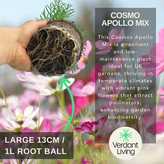 Hand holding a round root ball with cosmos seedling foliage against pink cosmos flowers, with care text