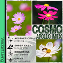 Cosmos Apollo Plant