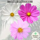 Cosmos Apollo Plant
