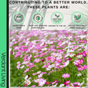 Cosmos Apollo Plant