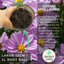 Cosmos Apollo Pink