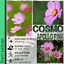 Cosmos Apollo Pink
