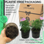 Cosmos Apollo Pink