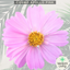 Cosmos Apollo Pink