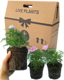 Cosmos Apollo Pink Plants (Set of 3 or 6)