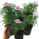 Cosmos Apollo Pink Plant