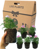 Cosmos Apollo Pink Plants (Set of 3 or 6)
