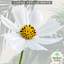 Cosmos Apollo White