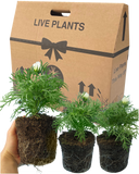 Cosmos Apollo White Plants (Set of 3 or 6)