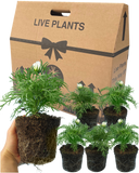 Cosmos Apollo White Plants (Set of 3 or 6)