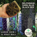 Delphinium Dark Blue Black Bee Plant