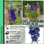 Delphinium Dark Blue Black Bee