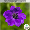 Delphinium Dark Blue Black Bee Plant