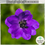 Delphinium Dark Blue Black Bee