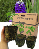 Delphinium Dark Blue Black Bee Plant
