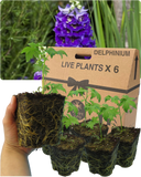 Delphinium Dark Blue Black Bee Plant
