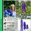 Delphinium Dark Blue White Bee