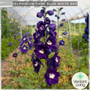 Delphinium Dark Blue White Bee Plant