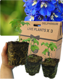 Delphinium Dark Blue White Bee Plant