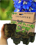 Delphinium Dark Blue White Bee Plant