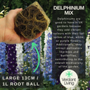 Delphinium Mix Plant