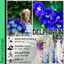 Delphinium Mix