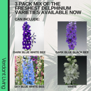 Delphinium Mix Plant