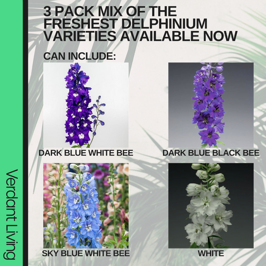 Four labelled photographs of delphinium spires: dark blue white bee, dark blue black bee, sky blue and white